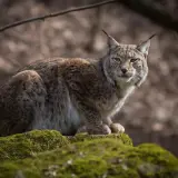 Ryś siedzi na omszałym kamieniu. Ile jest rysi w Polsce? Trudno powiedzieć, ale ten wygląda na samotnika.