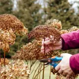 Przycinanie zaschniętych kwiatostanów hortensji. Wiosenne porządki w ogrodzie, przygotowanie do nowego sezonu i zapewnienie lepszego wzrostu dla rośliny, która potrzebuje odpowiedniej ziemi do hortensji.