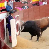 Un toro bravo se acerca a los burladeros de la plaza de toros, donde toreros esperan el momento.