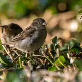 Zwei Spatzen kuscheln sich im dichten Gebüsch, ein geschützter Ort, wo Spatzen im Winter schlafen.