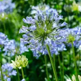 Afrikas blå lilja blommar trots att det är minusgrader. En vacker syn av blå och vita blommor i en trädgård.