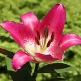 Una vibrante flor de lirio rosa con pétalos salpicados de puntos oscuros, destacando contra un fondo verde borroso.