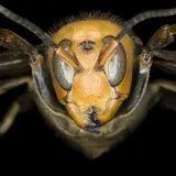 Makro zbliżenie na głowę pszczoły azjatyckiej z widocznymi dużymi oczami, czułkami i żuwaczkami.