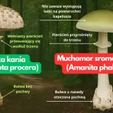 Czubajka kania, z łuskami na kapeluszu i ruchomym pierścieniem, kontra muchomor sromotnikowy.