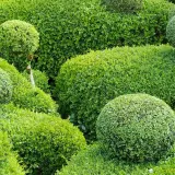 Grüne Kugeln und Hecken, eine perfekte alternative zum Buchsbaum. Ein gepflegter Garten mit verschiedenen Formen.