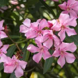 Piękne, różowe kwiaty oleandra. Pamiętaj, czy oleander jest trujący – jego spożycie jest niebezpieczne.