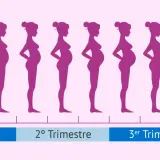 Siluetas muestran cómo cambia el cuerpo de una mujer y cuando empieza a crecer la barriga en el embarazo, hasta el nacimiento.