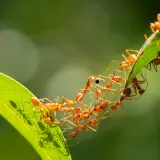 Eine Kolonie von roten Ameisen bildet eine lebende Brücke über ein Blatt. Man fragt sich, wie viele Ameisen leben in einem Ameisenhaufen, wenn sie so zusammenarbeiten.