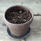 Små palettblad-plantor med lila kanter, som små spacecake-frön, spirar i en terrakottakruka på en träyta.