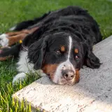 Bernese Mountain Dog leży na trawie, zastanawiając się, czy pies może jeść cukier.