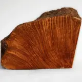 Un pezzo di legno con venature ondulate e un colore caldo, che evoca il significato profondo della radica, simbolo di forza e resilienza.