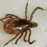 En närbild av en fästing, en av många insekter i Sverige. Den har åtta ben och en mörkbrun kropp med ljusare fläckar.