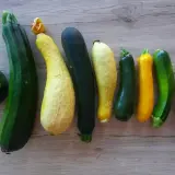 Une variété de courgettes vertes et jaunes, certaines rondes, d'autres allongées, alignées sur une surface en bois.