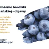 Objawy przenawożenia borówki amerykańskiej. Zdjęcie przedstawia zbliżenie na dojrzałe, niebieskie owoce borówki.