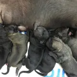 Nowe życie! Kilka nowo narodzonych szczeniąt, czarnych i szarych, przytula się do mamy po porodzie psa, szukając ciepła i mleka.