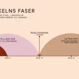 Illustration av menscykelns faser: mens, follikelfas, ägglossning och lutealfas.