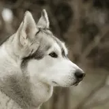 Primo piano di un cane Husky con pelo bianco e grigio. Attenzione: lo xilitolo è tossico per i cani.