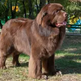 Un perro terranova marrón, uno de los perros super grandes, posa en un parque con su lengua afuera.