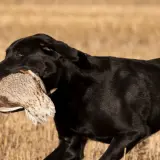 Czarny pies gończy z dumą niesie w pysku upolowaną kaczkę na tle złotego pola.