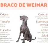 Un elegante **braco de Weimar** sentado, con información sobre su origen, tamaño, cuidados, carácter, esperanza de vida, pelaje y salud.