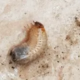 Un insetto bianco e paffuto, una larva, si muove nella terra umida dei vasi, pronto a trasformarsi.