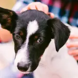 Un tierno perro sin raza, con manchas negras y blancas, mira atentamente mientras una mano le acaricia la cabeza.