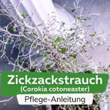 Ein Zickzackstrauch (Corokia cotoneaster) mit detaillierter Pflege-Anleitung.