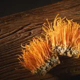 Due funghi cordyceps arancioni su legno scuro. Informarsi sui cordyceps controindicazioni prima dell'uso.