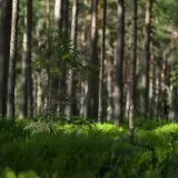 Młode drzewko sosnowe na tle gęstego lasu. Słońce przebija się przez korony drzew, oświetlając runo leśne. Idealne miejsce na wycenę lasu prywatnego.