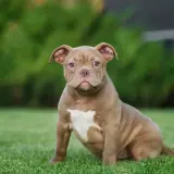 Ein süßer American Bully Pocket Welpe sitzt auf einer grünen Wiese.