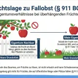 Rechtslage zu Fallobst: Überhängende Früchte gehören dem Nachbarn, bis sie auf Ihr Grundstück fallen. Das Pflücken ist verboten.