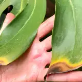 Manos sostienen hojas de monstera con puntas amarillas y marrones, indicando posible estrés o enfermedad.