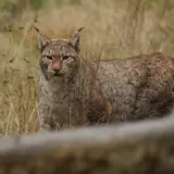Rysie w Polsce, dzikie koty o charakterystycznych pędzelkach na uszach, czają się w trawach.