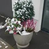 Zimozielona roślina do donicy: iglak, wrzos i ciemiernik w śniegu.