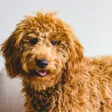 Urocza mieszanka pudla z goldenem o rudym, kręconym futrze, z językiem na wierzchu, siedzi na kanapie.
