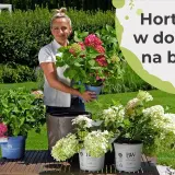 Jak podlewać hortensje w doniczce, by uniknąć ich więdnięcia