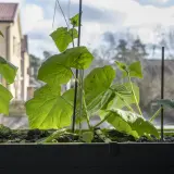 Små gurkplantor växer i en låda vid fönstret. Det är en fin start för att odla gurka inomhus.
