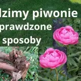 Kiedy sadzić piwonie w donicy? Sekrety obfitego kwitnienia