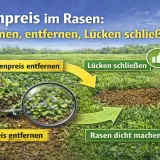 Ehrenpreis im Rasen erkennen und entfernen. Mit Rasensamen Lücken schließen für einen dichten Rasen.