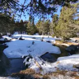 El estany de l'Orri, un rierol serpenteja entre la neu i els pins.