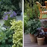 Urocze kompozycje roślinne, w tym fioletowe bratki i zielone żurawki, tworzą piękną aranżację w donicach.