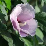 Une fleur de *Hibiscus syriacus* rose pâle s'épanouit parmi des feuilles vertes luxuriantes, baignée par la lumière du soleil.