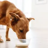 Rudy piesek pije z miseczki, zastanawiasz się, czy pies może kefir? Ten zdrowy napój może być dla niego dobrym wyborem.