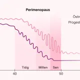 Graf över hormonförändringar under perimenopausen. Östrogen och progesteron sjunker gradvis, vilket kan leda till att man blev gravid i klimakteriet.