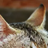 Zbliżenie na futro kota i jego uszy, które wymagają czyszczenia. Widać brudne uszy u kota, pokryte sierścią.