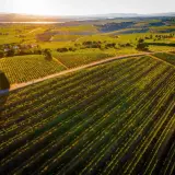 Vastes vignobles baignés par le soleil couchant, promesse d'un grand millésime Châteauneuf-du-Pape.