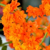 Grappe de fleurs orange vif de Kalanchoe blossfeldiana, aux pétales délicats et aux tiges vertes.