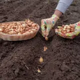 Ręce w kolorowych rękawiczkach sadzą cebulki w ziemi. To idealny czas, kiedy sadzić cebulę, by cieszyć się plonami.