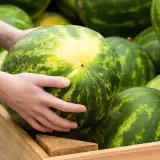 Ręce wybierają arbuza, sprawdzając jego wagę i kolor. Jak wybrać arbuza? Szukaj żółtej plamy i ciężkiego owocu.