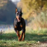 Czarny doberman biegnie przez trawiasty teren. Jego waga jest idealnie proporcjonalna do atletycznej budowy.